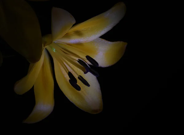 Lilium flor no fundo preto — Fotografia de Stock