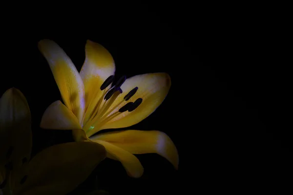 Lilyum çiçek siyah arka plan üzerine — Stok fotoğraf