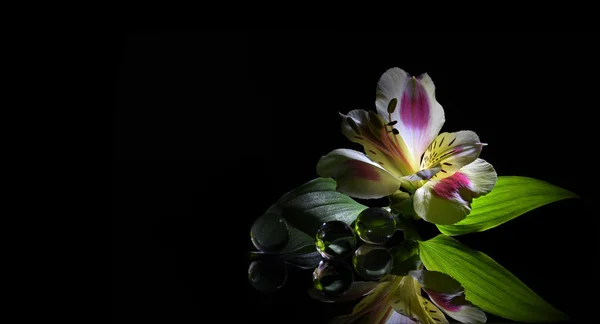 Flor de alstroemeria em fundo preto — Fotografia de Stock