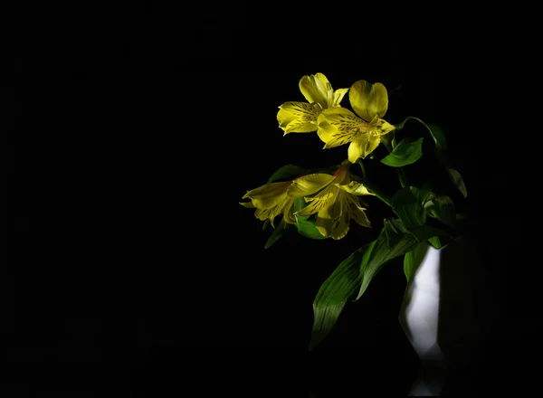 Siyah arka plan üzerine alstroemeria çiçek — Stok fotoğraf