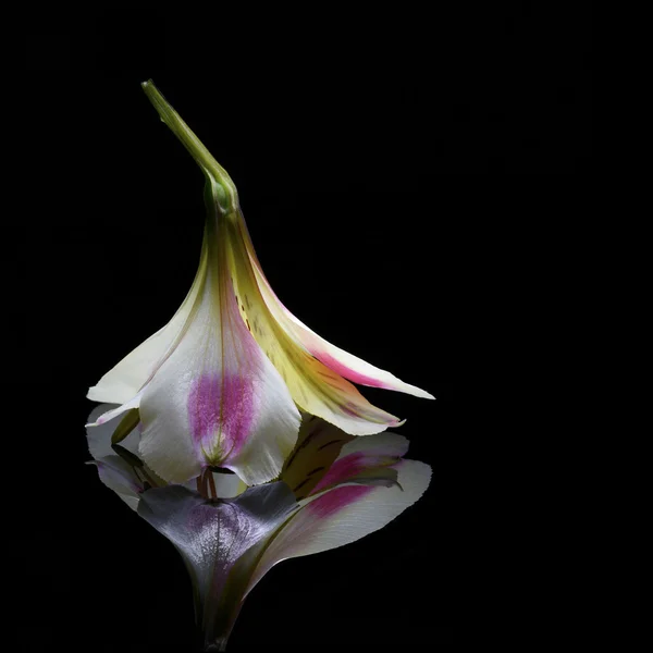 Flor de alstroemeria em fundo preto — Fotografia de Stock