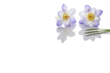 Beyaz arka plan üzerinde bitkisi çiçeği