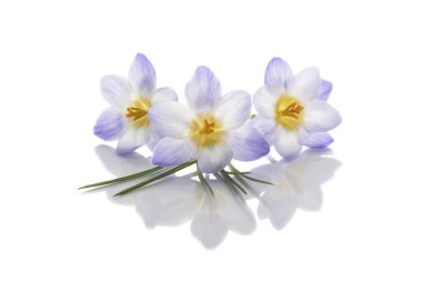 Beyaz arka plan üzerinde bitkisi çiçeği