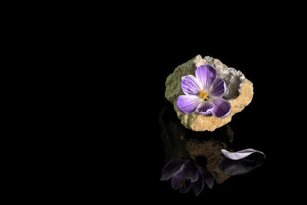 Flor de croco em geode de quartzo — Fotografia de Stock
