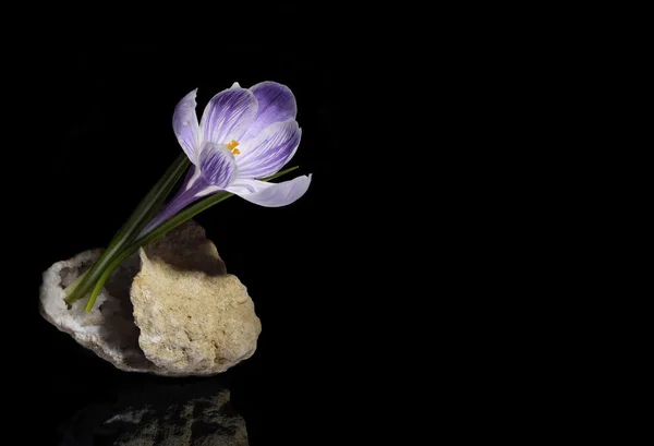 Flor de croco em geode de quartzo — Fotografia de Stock