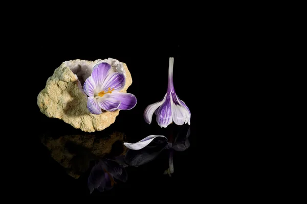 Kuvars Jeod Çiğdem çiçek — Stok fotoğraf