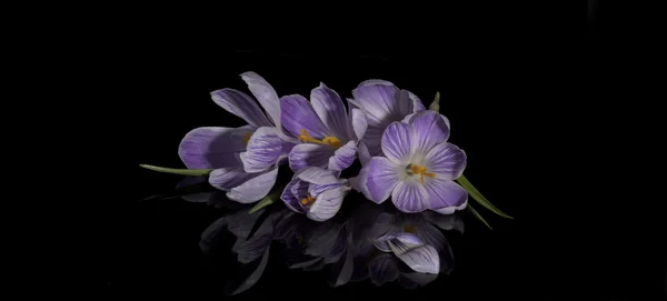 Crocus flores sobre fundo preto — Fotografia de Stock