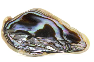 Abalone kabuk