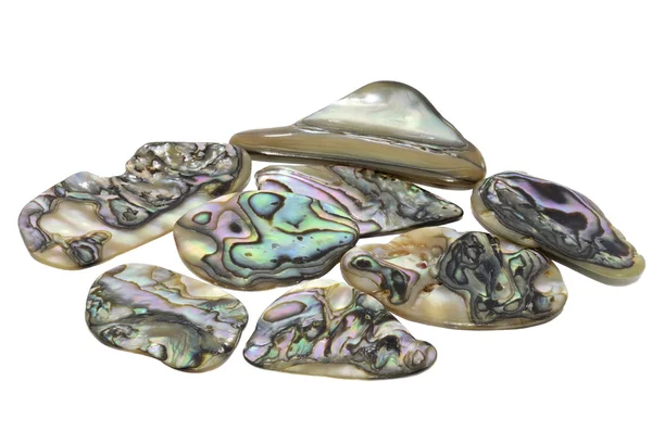 Guscio abalone — Foto Stock