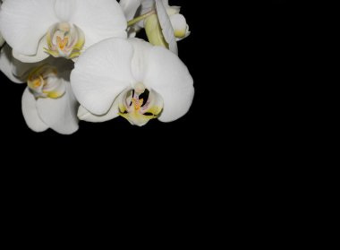 Beyaz Orkide