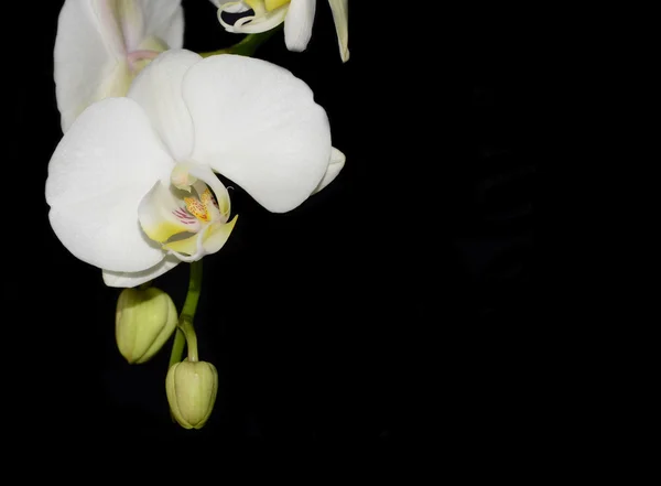 Beyaz Orkide — Stok fotoğraf