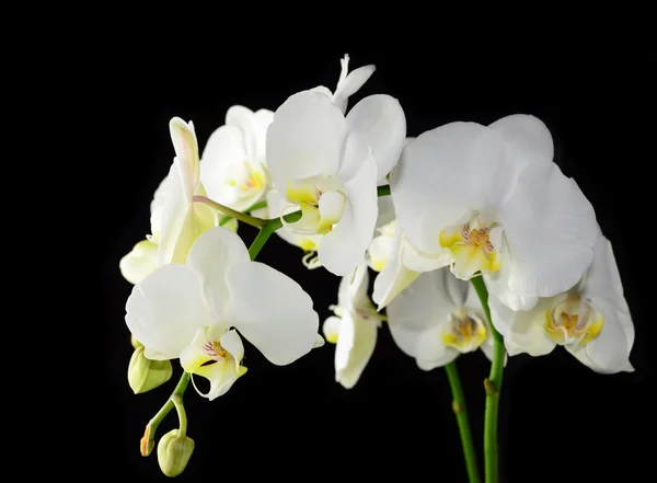 Weiße Orchidee — Stockfoto