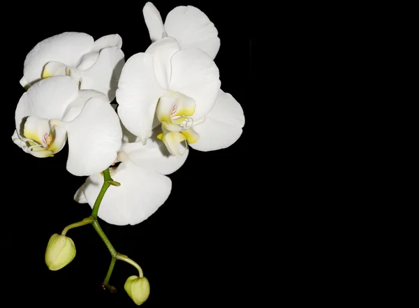 Bílá orchidej — Stock fotografie