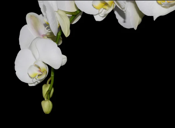 Bílá orchidej — Stock fotografie