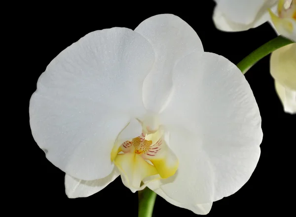 Fehér orchidea — Stock Fotó