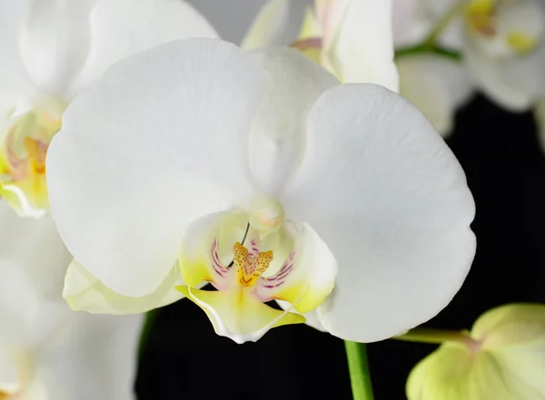 Bílá orchidej — Stock fotografie