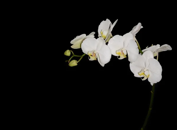 Bílá orchidej — Stock fotografie