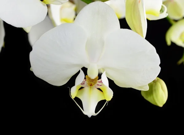 Bílá orchidej — Stock fotografie