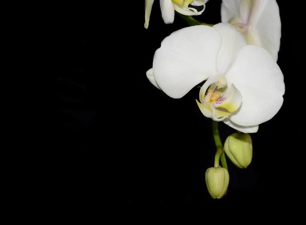 Bílá orchidej — Stock fotografie