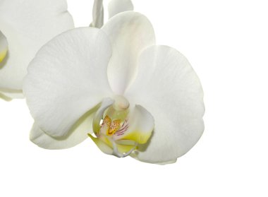 Beyaz Orkide