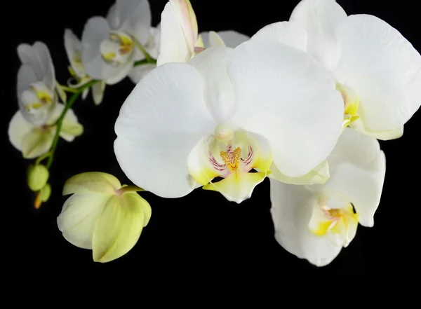 Weiße Orchidee — Stockfoto