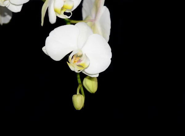 Bílá orchidej — Stock fotografie