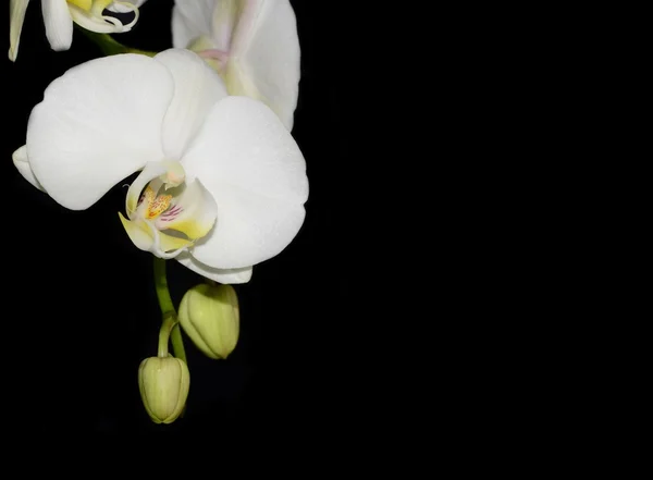 Bílá orchidej — Stock fotografie