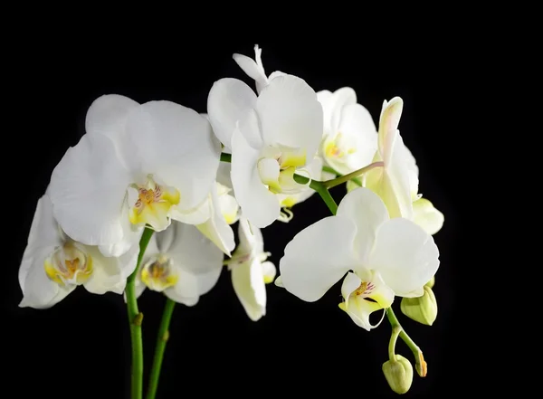 Bílá orchidej — Stock fotografie