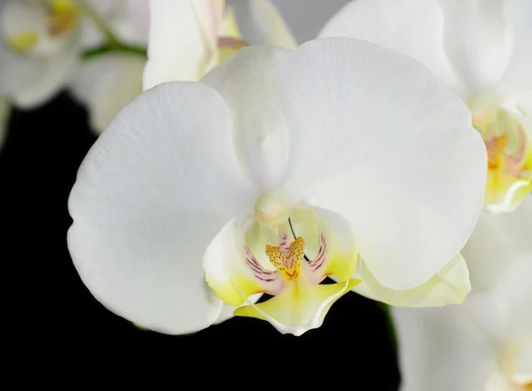 Weiße Orchidee — Stockfoto