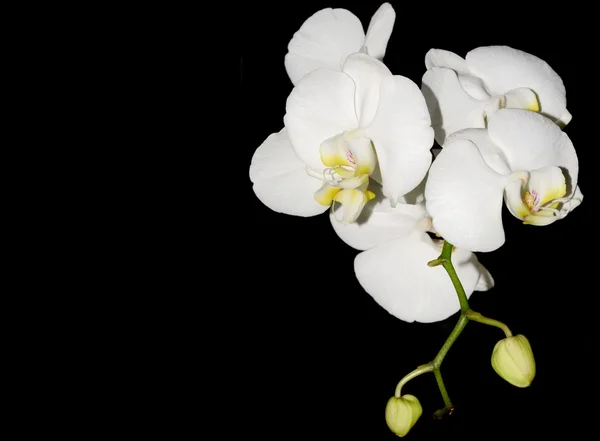 Bílá orchidej — Stock fotografie