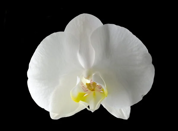 Bílá orchidej — Stock fotografie