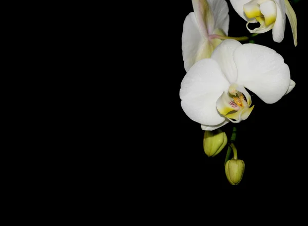 Bílá orchidej — Stock fotografie