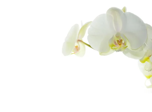 Bílá orchidej — Stock fotografie