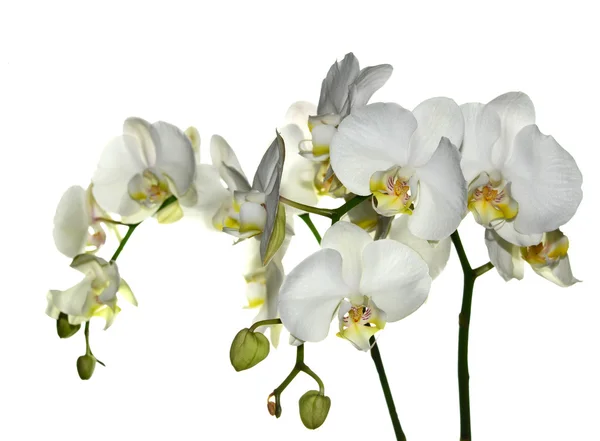 Witte orchidee — Stockfoto