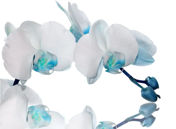 Orquídea azul — Fotografia de Stock