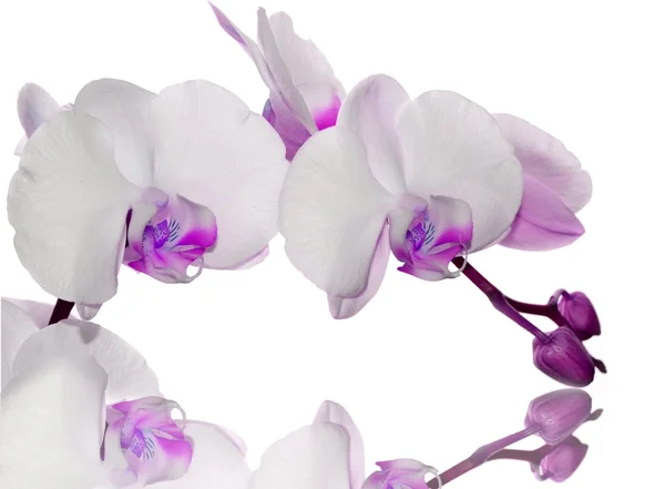 Bela flor de orquídea — Fotografia de Stock