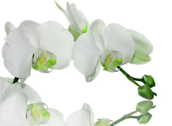 Lime orchidee — Stockfoto