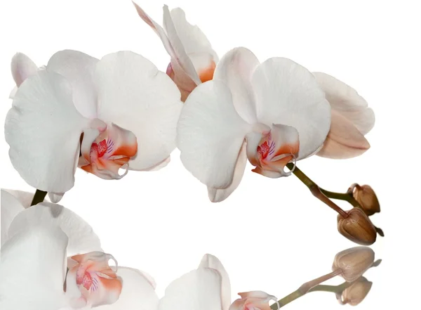 Oranje orchid — Stockfoto