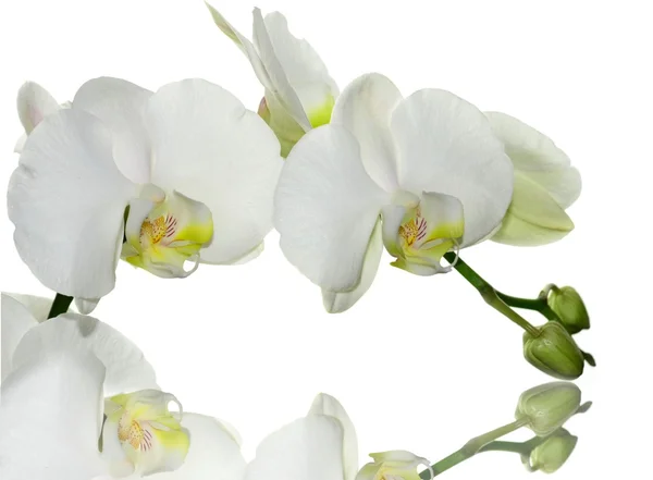 Weiße Orchidee — Stockfoto