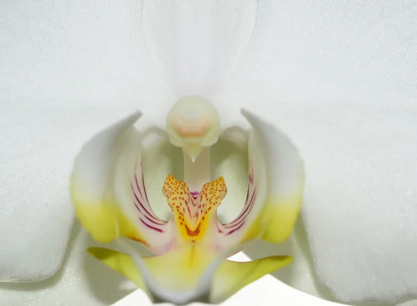 Bílá orchidej — Stock fotografie