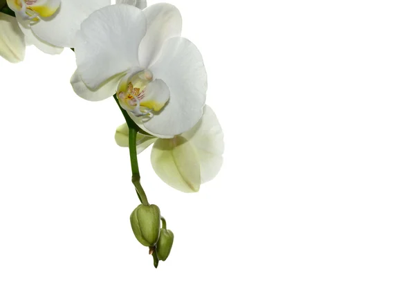 Weiße Orchidee — Stockfoto