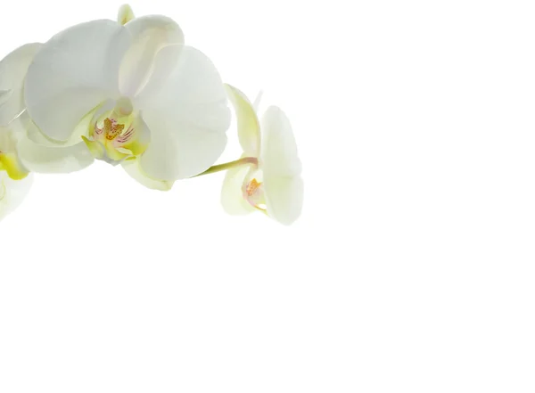 Bílá orchidej — Stock fotografie