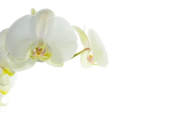 Bílá orchidej — Stock fotografie