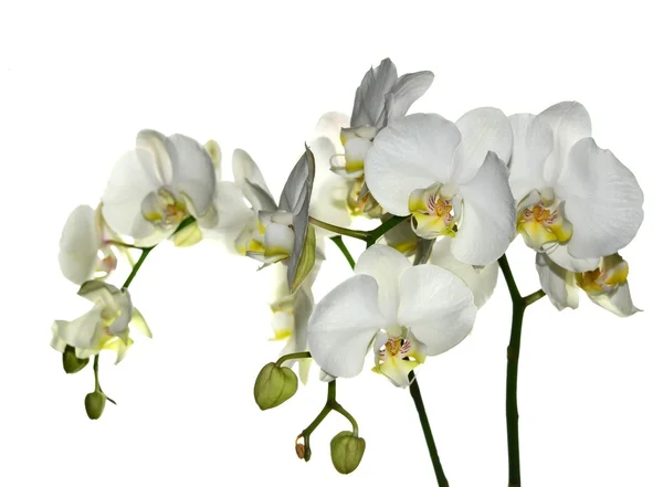 Bílá orchidej — Stock fotografie