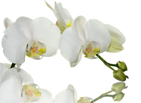 Witte orchidee — Stockfoto