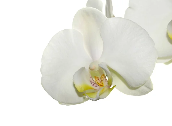 Bílá orchidej — Stock fotografie