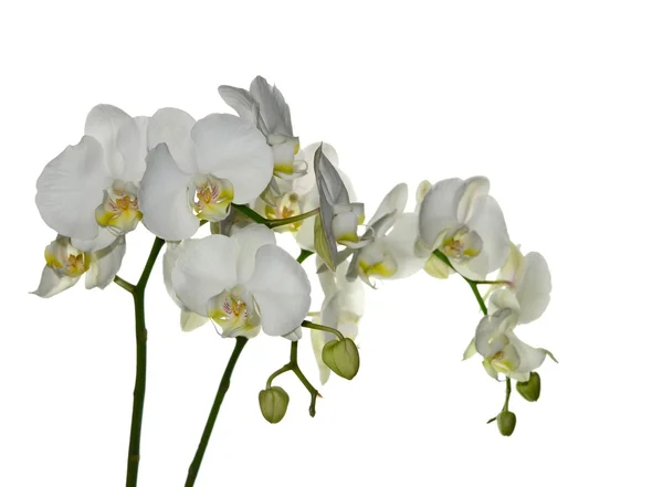 Witte orchidee — Stockfoto