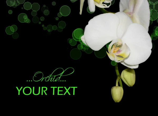 Orquídea branca com canto bokeh colorido — Fotografia de Stock