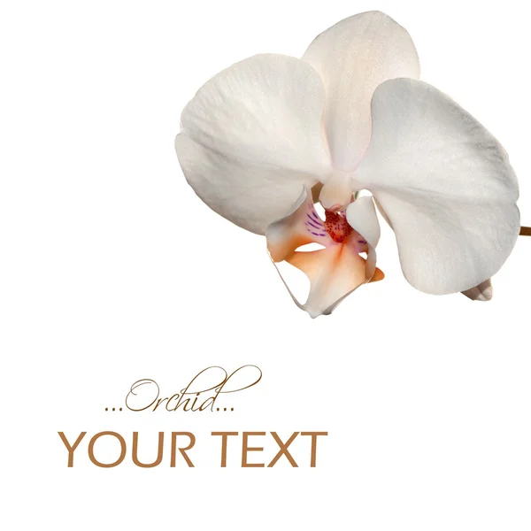 Biała orchidea granicy — Zdjęcie stockowe