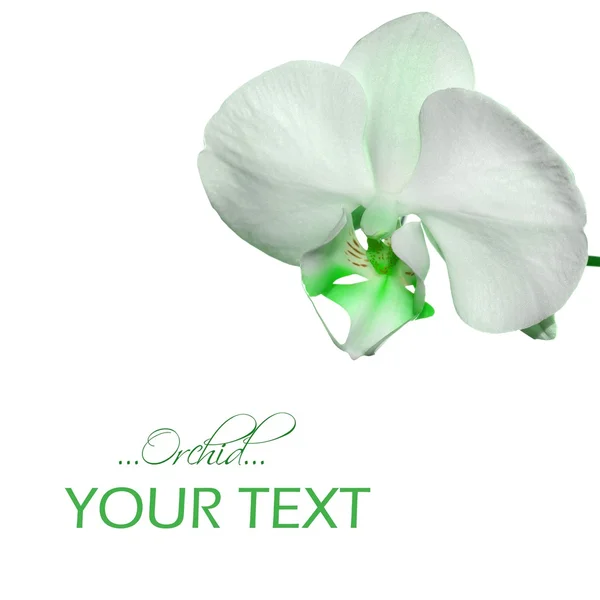 White orchid border — Stock Photo, Image